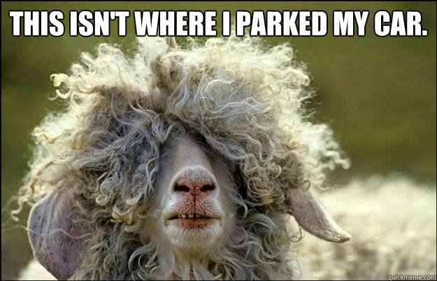 This isn't where i parked my car.  - This isn't where i parked my car.   Stoned Sheep