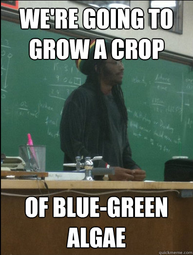 We're going to grow a crop of blue-green algae  Rasta Science Teacher