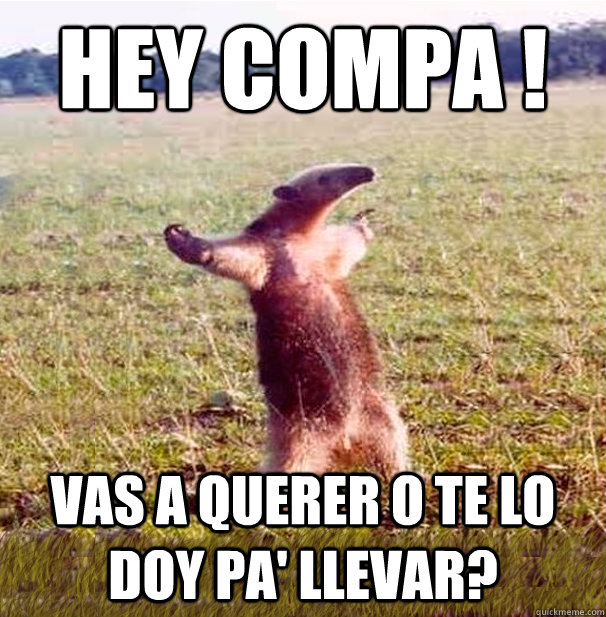 Hey compa ! Vas a Querer o te lo doy pa' llevar? - Hey compa ! Vas a Querer o te lo doy pa' llevar?  oso hormiguero