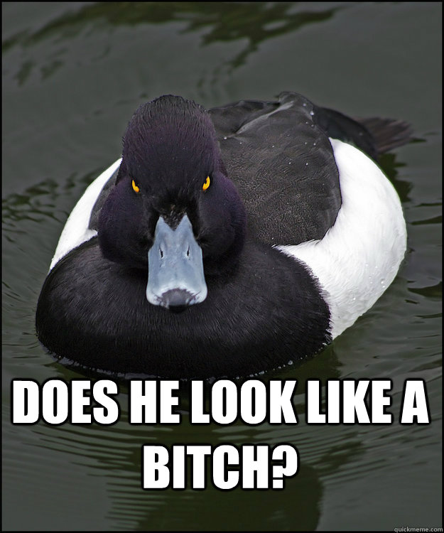 DOES HE LOOK LIKE A BITCH?  - DOES HE LOOK LIKE A BITCH?   Angry Advice Duck