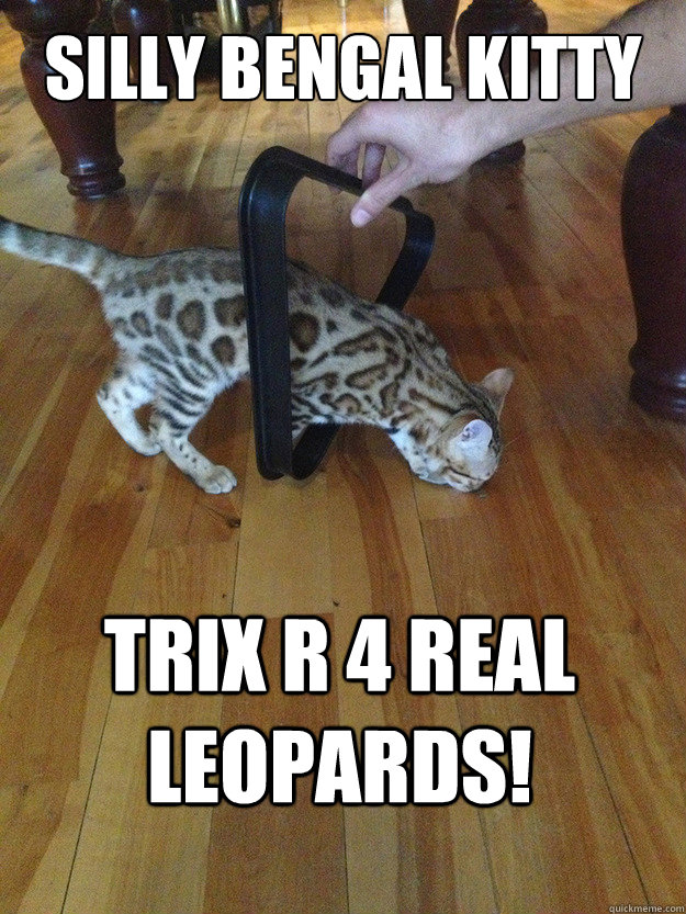 Silly bengal kitty Trix r 4 real leopards! - Silly bengal kitty Trix r 4 real leopards!  Silly Bengal