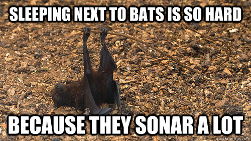 Sleeping next to bats is so hard Because they sonar a lot - Sleeping next to bats is so hard Because they sonar a lot  Misc