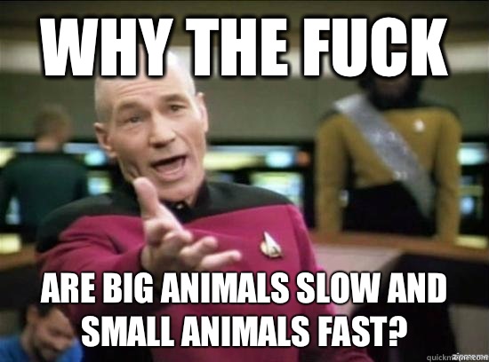 Why the fuck Are big animals slow and small animals fast?  Annoyed Picard HD