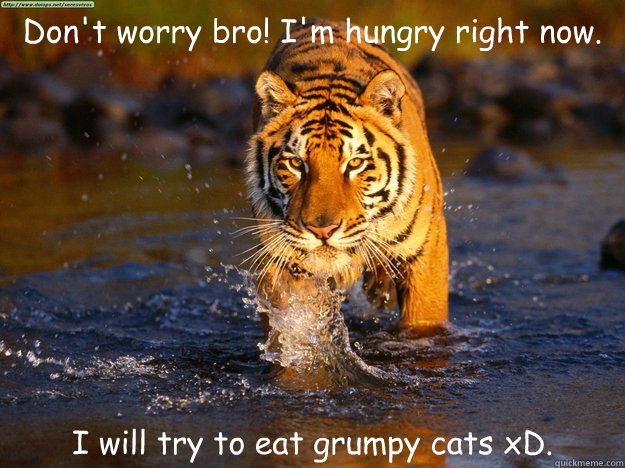 Tiger meme memes | quickmeme Tiger meme memes | quickmeme