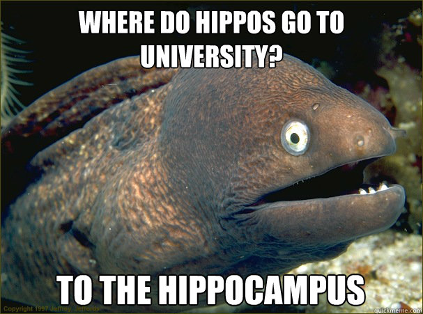 Where do hippos go to university? To The Hippocampus  Bad Joke Eel