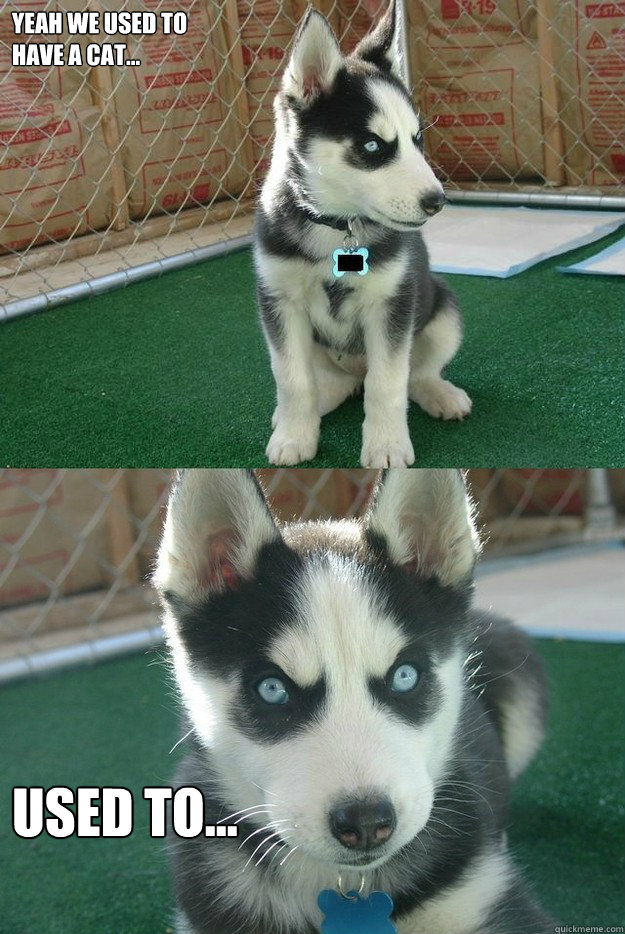 yeah we used to
have a cat... used to...  Insanity puppy
