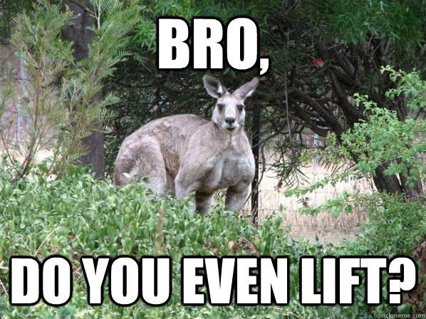 bro, do you even lift? - bro, do you even lift?  testosterone kangaroo