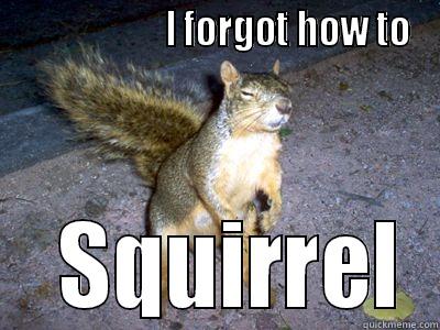 Stoned Squirrel -                     I FORGOT HOW TO   SQUIRREL Misc