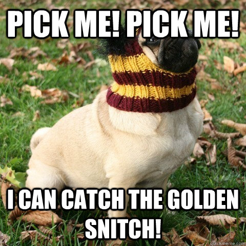Pick me! pick me! I can catch the golden snitch!  Gryffindor Dog