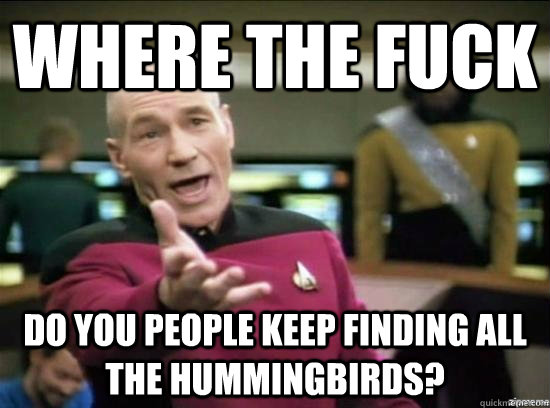 Where the fuck do you people keep finding all the hummingbirds?  Annoyed Picard HD