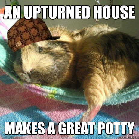 an upturned house makes a great potty  Scumbag Guinea Pig