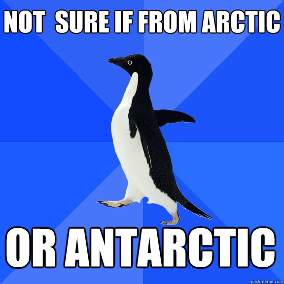 Not  sure if from Arctic or antarctic    Socially Awkward Penguin