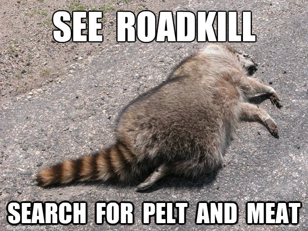 See  roadkill Search  for  Pelt  and  meat  roadkill raccoon