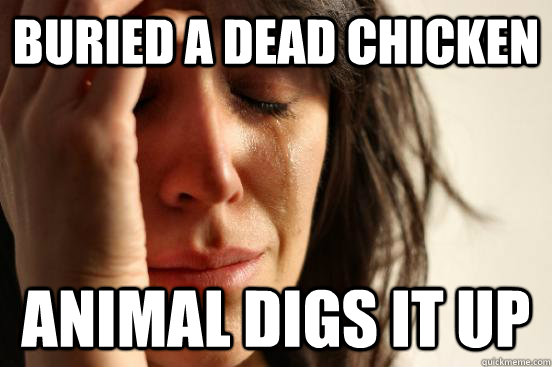 buried a dead chicken animal digs it up  First World Problems