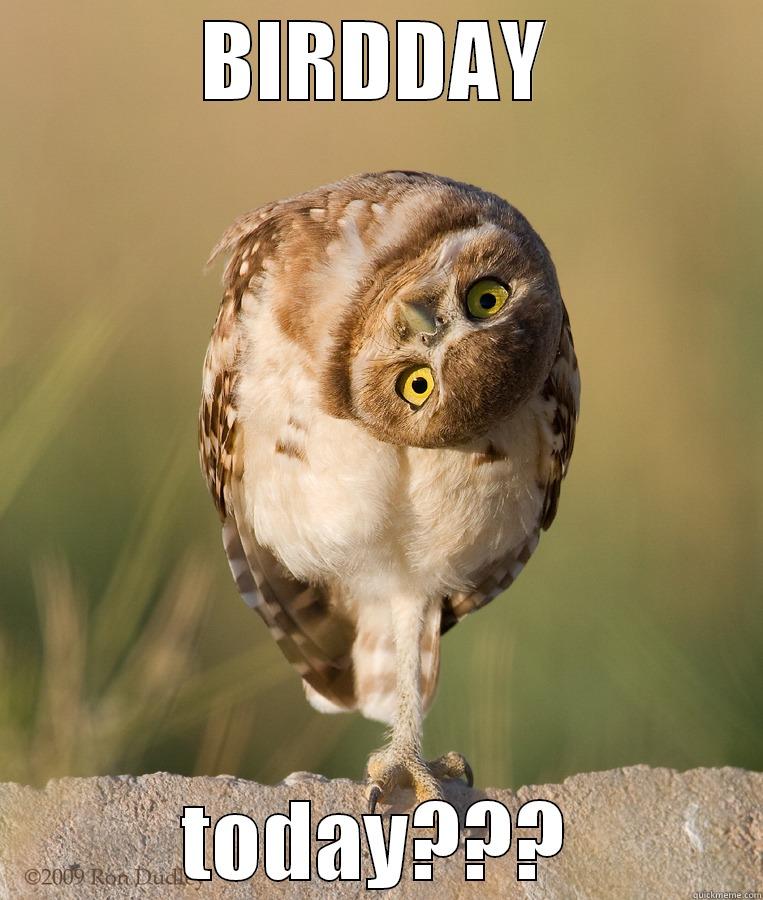 BIRDDAY TODAY??? Misc
