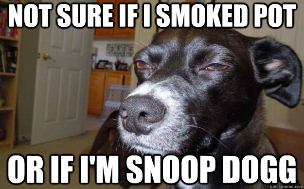 Not sure if I smoked pot or if I'm Snoop Dogg - Not sure if I smoked pot or if I'm Snoop Dogg  Skeptical Mutt