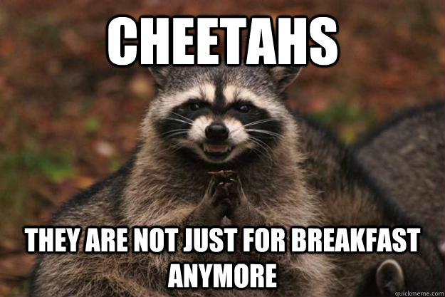 Cheetahs They are not just for breakfast anymore   Evil Plotting Raccoon