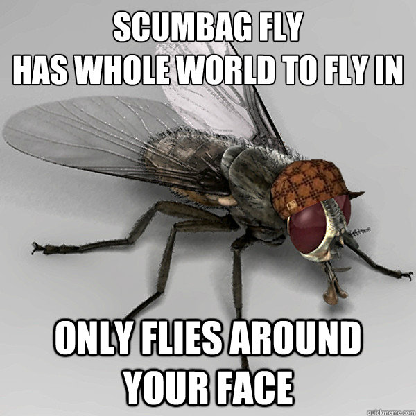 scumbag fly 
has whole world to fly in only flies around your face   