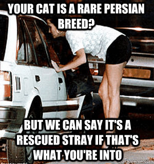 Your cat is a rare persian breed? But we can say it's a rescued stray if that's what you're into  Karma Whore