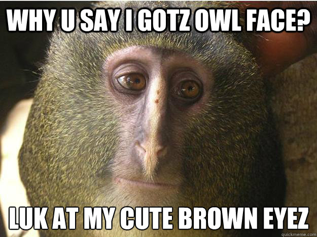 why u say i gotz owl face? luk at my cute brown eyez
  Lesula