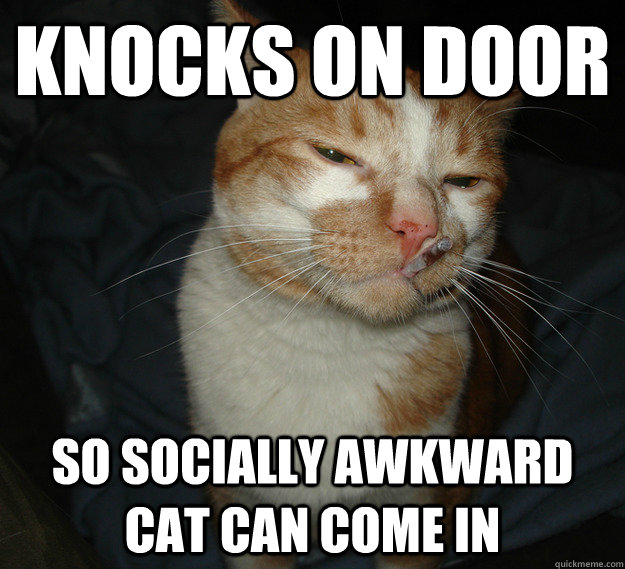 knocks on door so socially awkward cat can come in  Good Guy Cat