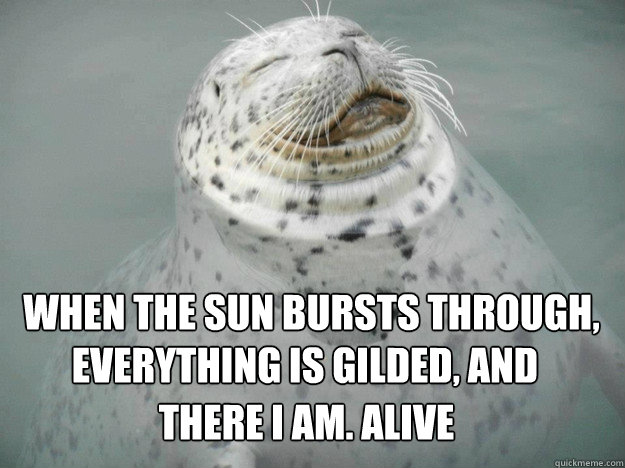 when the sun bursts through, everything is gilded, and there i am. Alive  Zen Seal