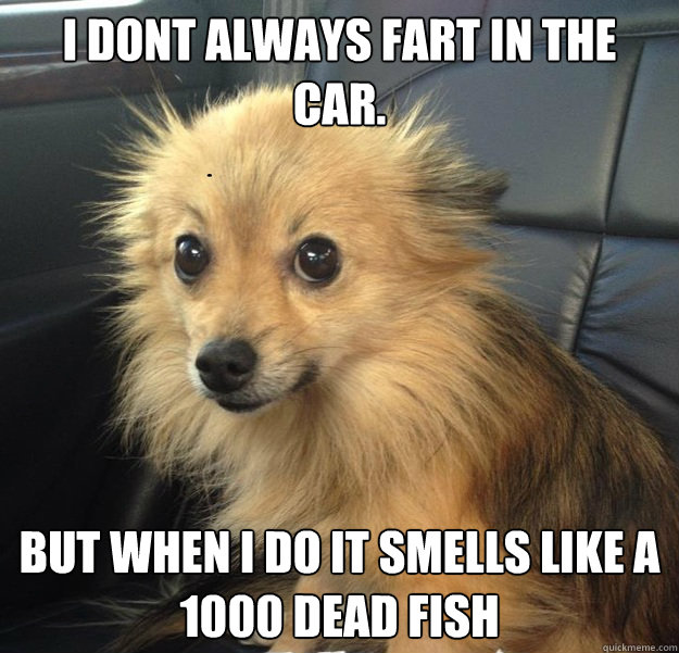 I dont always fart in the car. but when I do it smells like a 1000 dead fish  Sad Dog