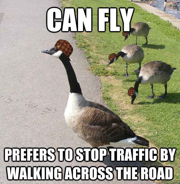 can fly prefers to stop traffic by walking across the road - can fly prefers to stop traffic by walking across the road  Misc