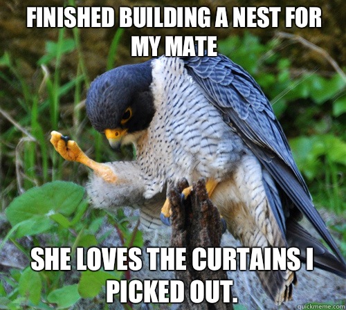 Finished Building a nest for my mate She loves the curtains I picked out. - Finished Building a nest for my mate She loves the curtains I picked out.  Success Falcon