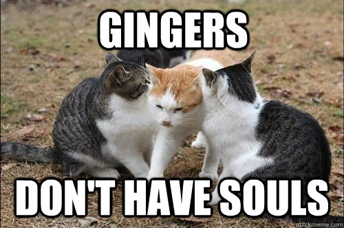 Gingers Don't have souls - Gingers Don't have souls  Ginger Cat