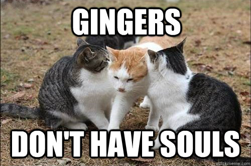 Gingers Don't have souls  Ginger Cat