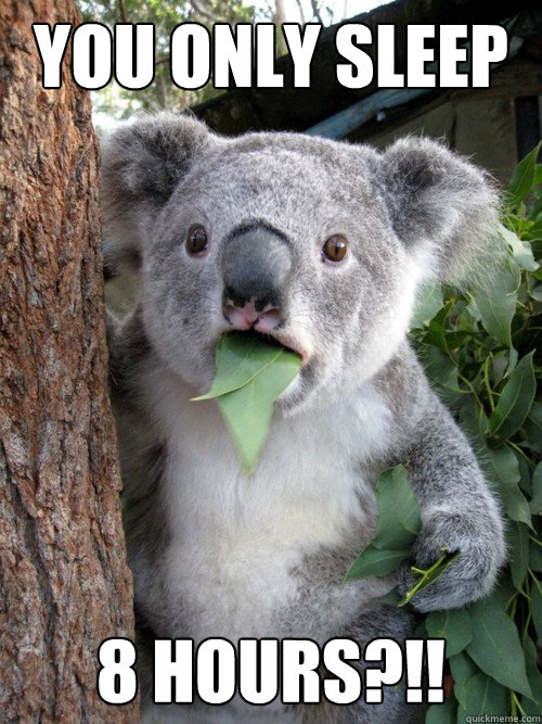 you only sleep 8 hours?!!  koala bear