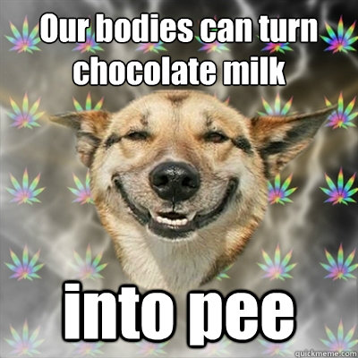 Our bodies can turn 
chocolate milk into pee  Stoner Dog