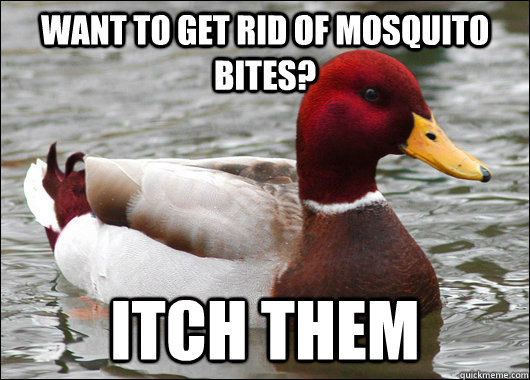 Want to get rid of mosquito bites? Itch them - Want to get rid of mosquito bites? Itch them  Malicious Advice Mallard