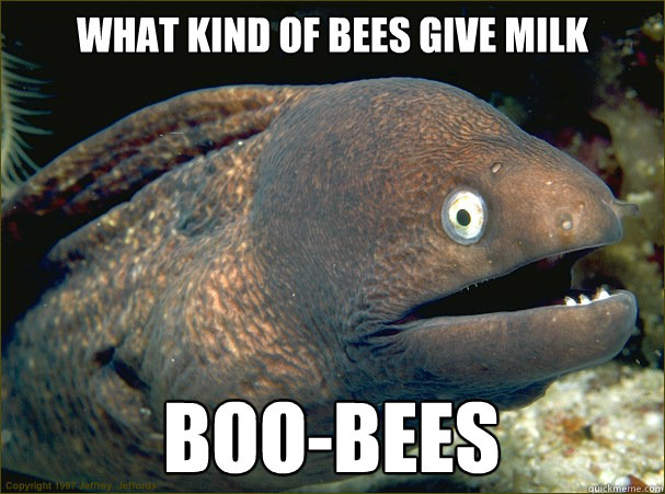 What Kind of Bees give milk Boo-Bees  Bad Joke Eel