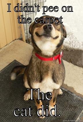 I DIDN'T PEE ON THE CARPET THE CAT DID.  Good Dog Greg