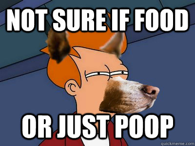 Not sure if food or just poop - Not sure if food or just poop  Dog Futurama Fry