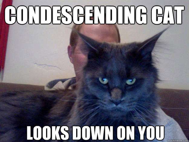 condescending cat looks down on you  