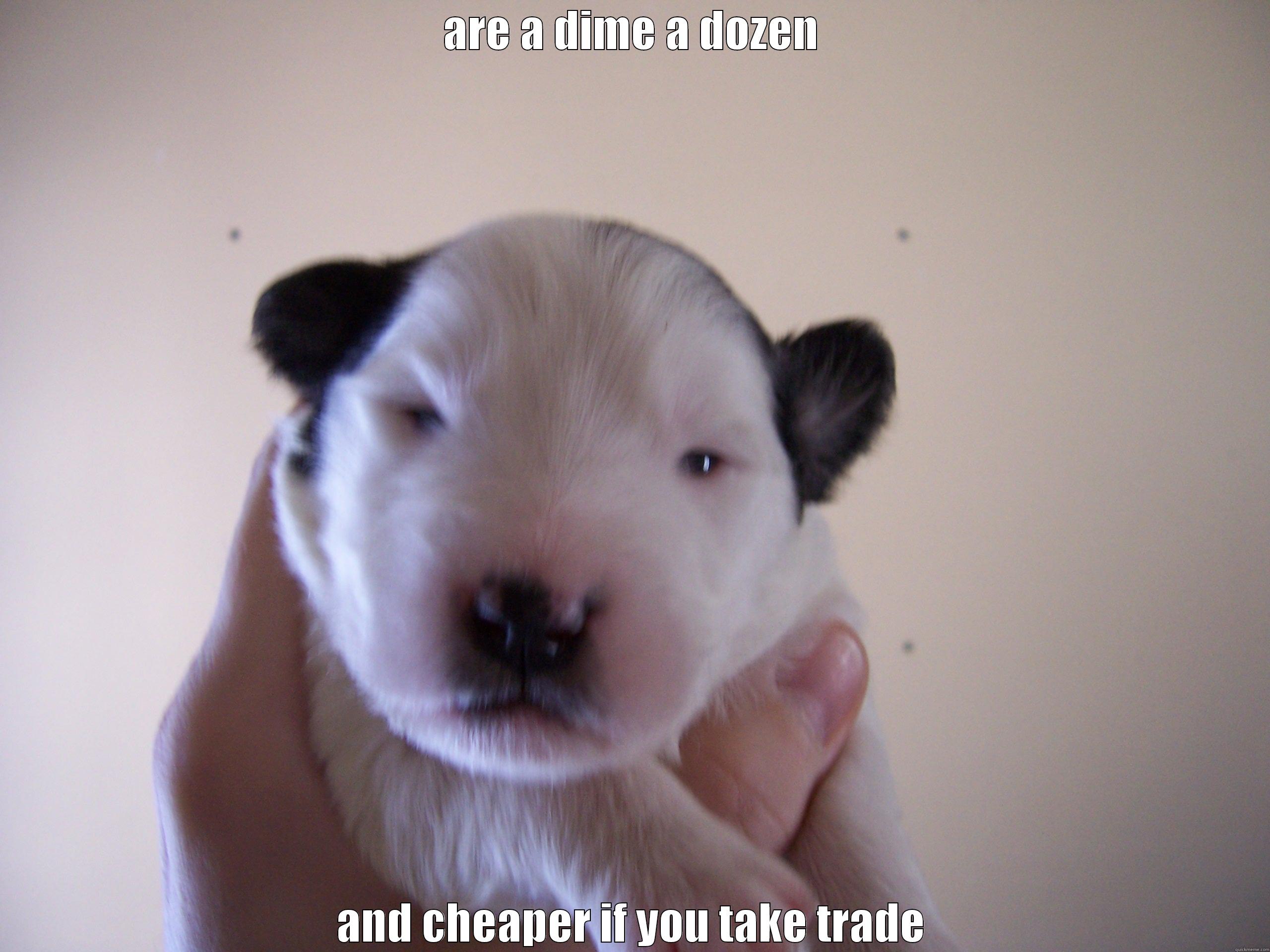 ARE A DIME A DOZEN AND CHEAPER IF YOU TAKE TRADE Misc