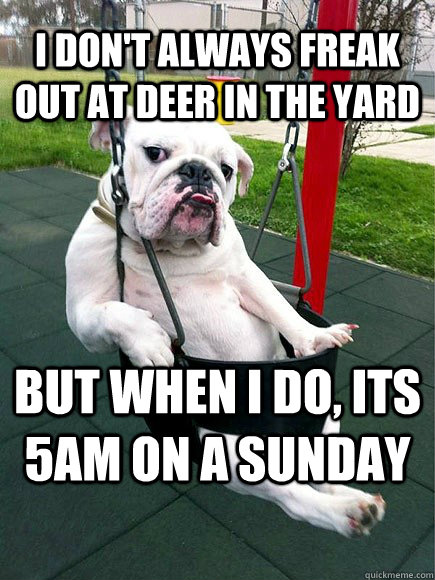 I don't always freak out at deer in the yard but when I do, its 5am on a sunday  Most Interesting Dog