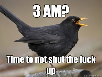 3 AM? Time to not shut the fuck up  