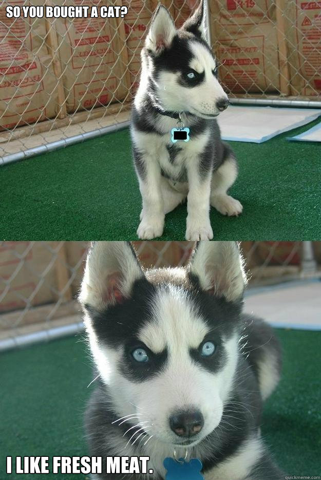 so you bought a cat? i like fresh meat.   Insanity puppy