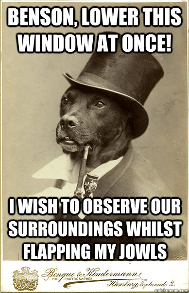 Benson, lower this window at once! I wish to observe our surroundings whilst flapping my jowls - Benson, lower this window at once! I wish to observe our surroundings whilst flapping my jowls  Old Money Dog