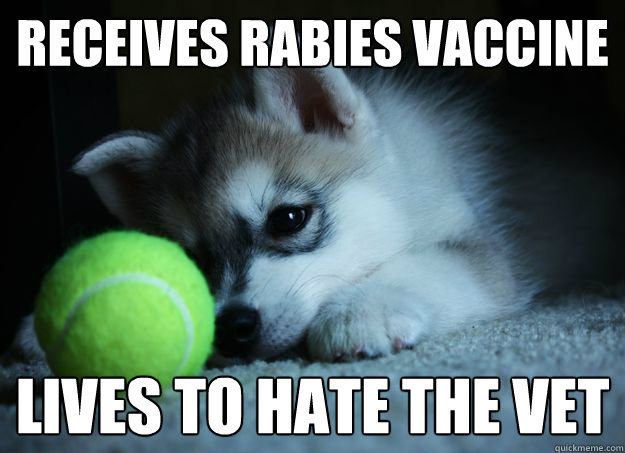 Receives rabies vaccine Lives to hate the vet  