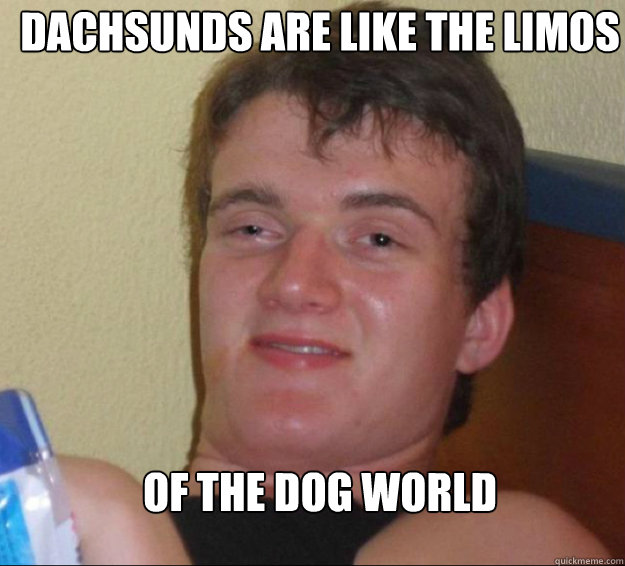 Dachsunds are like the limos of the dog world
   10guy