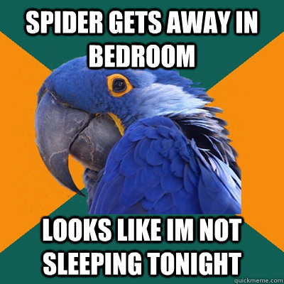 spider gets away in bedroom looks like im not sleeping tonight  Paranoid Parrot