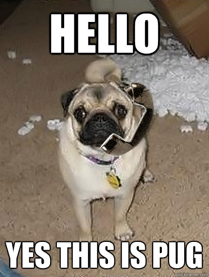 Hello yes this is pug - Hello yes this is pug  Hello Yes This Is Pug