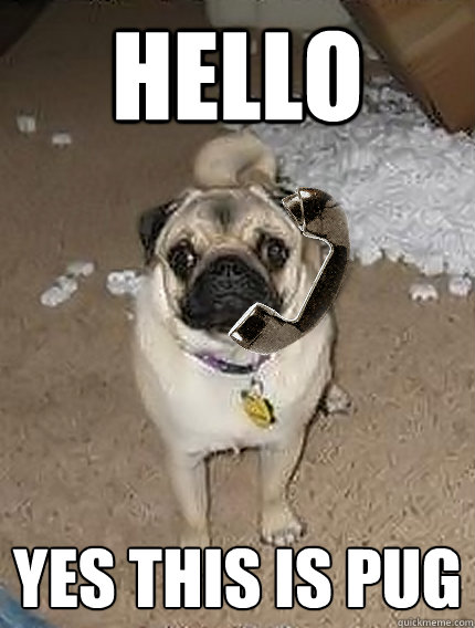 Hello yes this is pug  Hello Yes This Is Pug