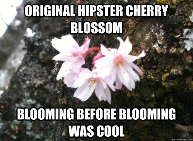 Original Hipster Cherry Blossom  Blooming before blooming was cool  Original Hipster Cherry Blossom