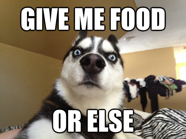 give me food or else  Hungry Husky
